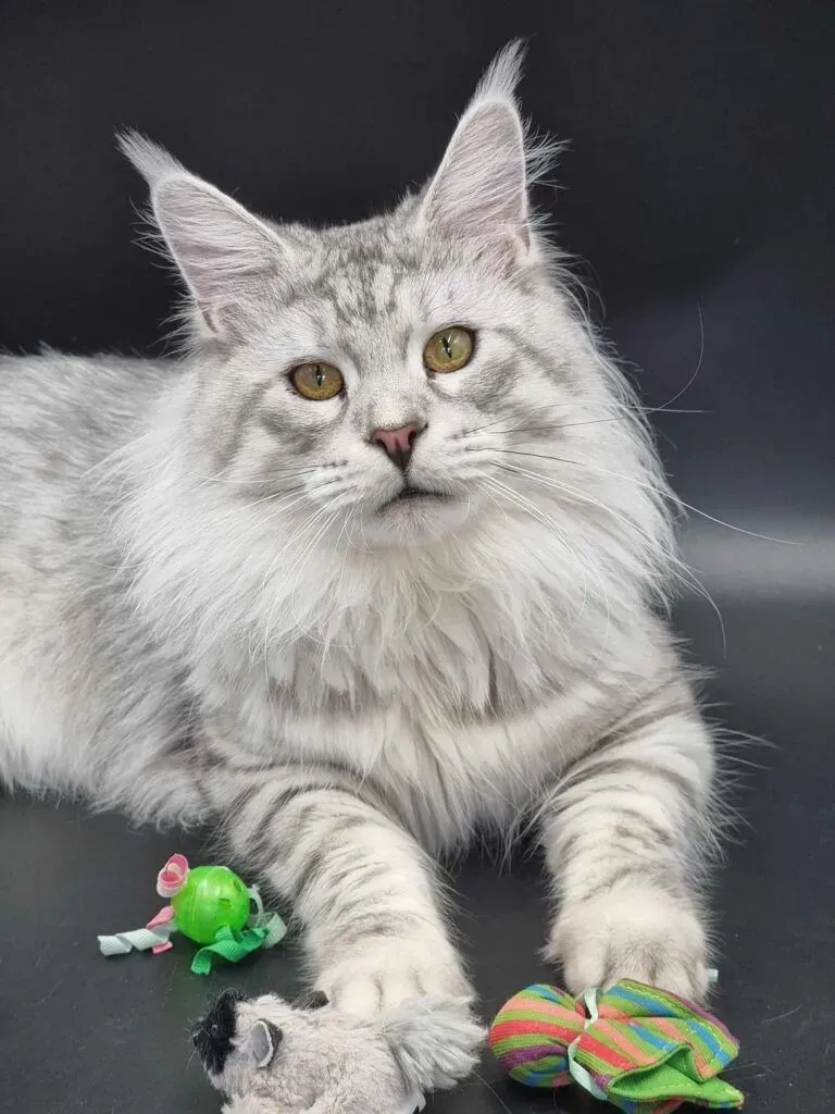 White Maine Coon, Cat Maine coon price