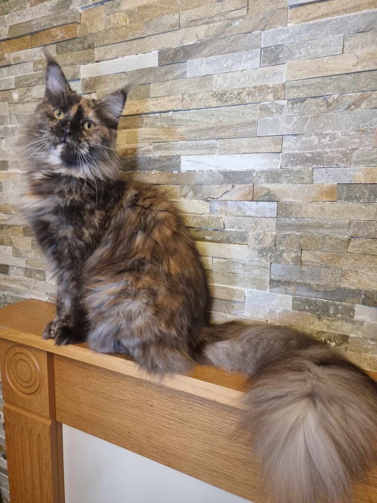 Coon cats for sale, Maine coon cats for sale in the uk