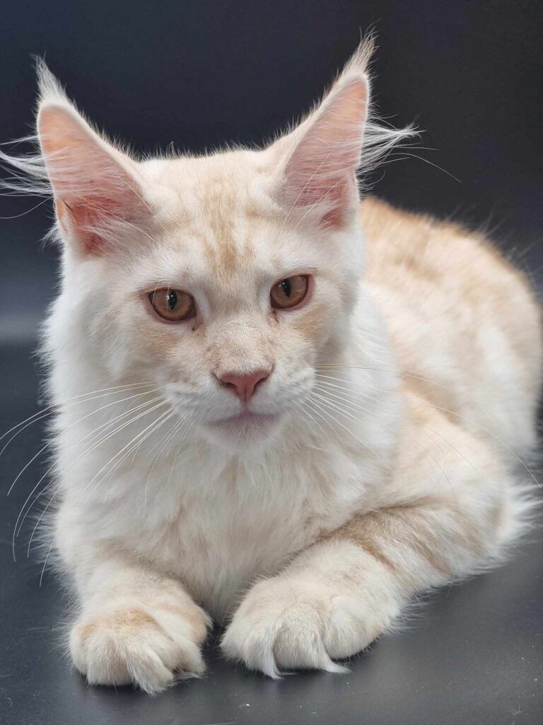 Coon cats for sale, Maine coon cats for sale in the uk