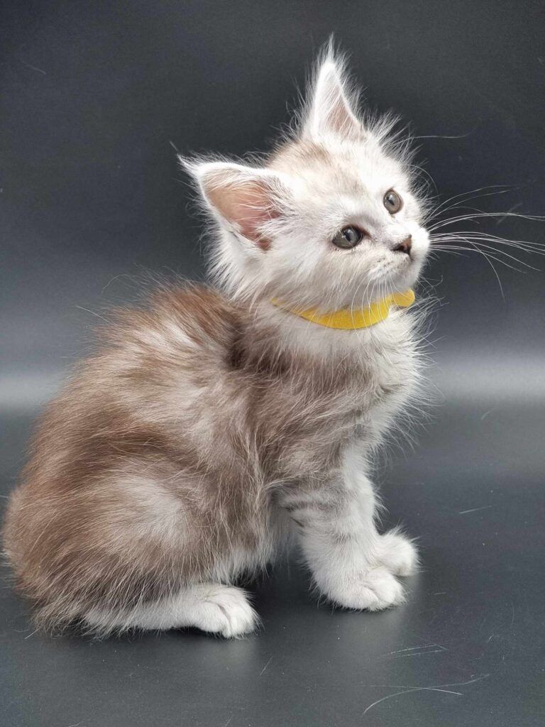 Coon cats for sale, Maine coon cats for sale in the uk