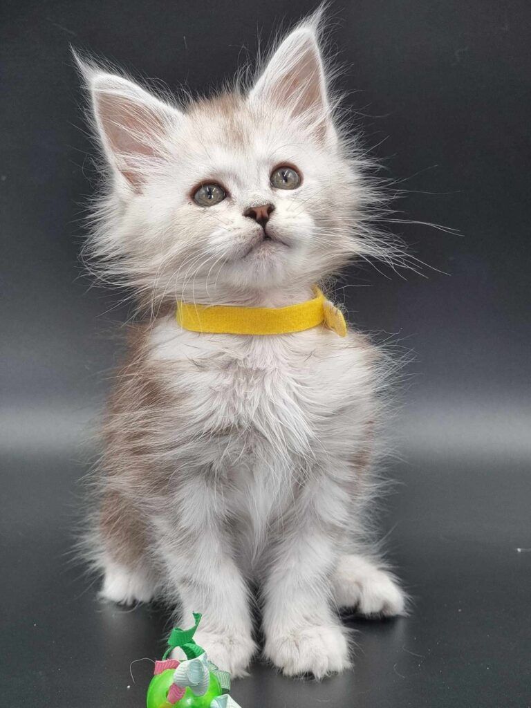 Coon cats for sale, Maine coon cats for sale in the uk