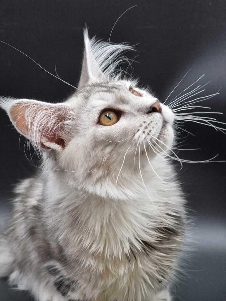 Coon cats for sale, Maine coon cats for sale in the uk