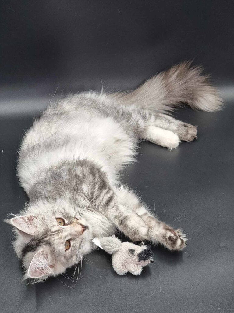 Coon cats for sale, Maine coon cats for sale in the uk