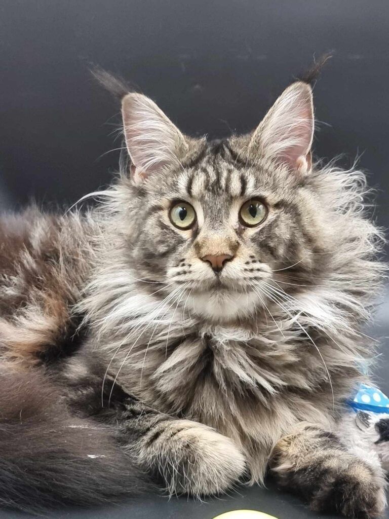 Coon cats for sale, Maine coon cats for sale in the uk