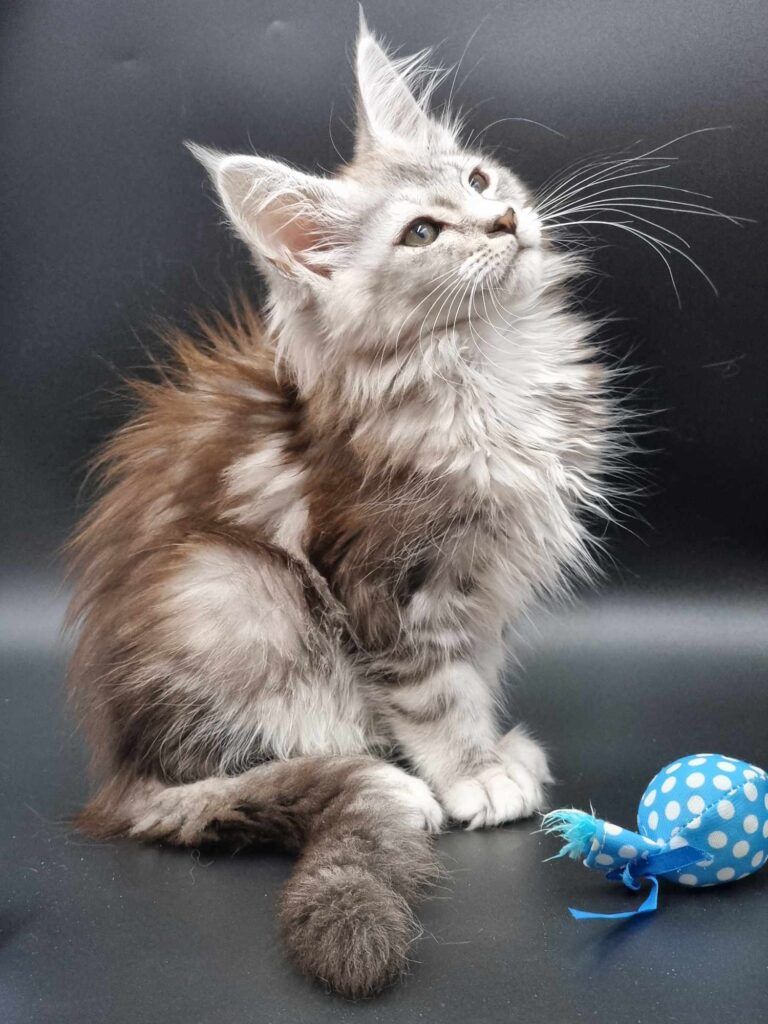 Coon cats for sale, Maine coon cats for sale in the uk