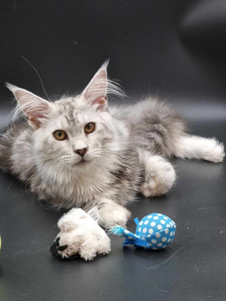 Coon cats for sale, Maine coon cats for sale in the uk