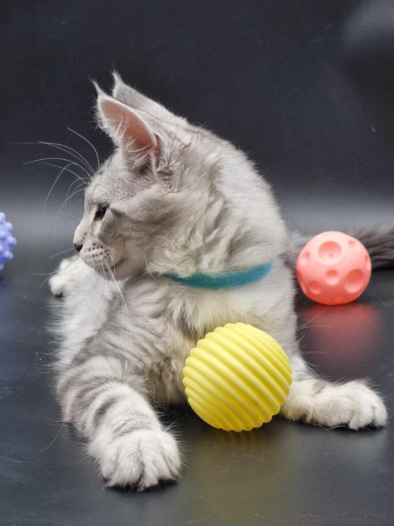 Coon cats for sale, Maine coon cats for sale in the uk