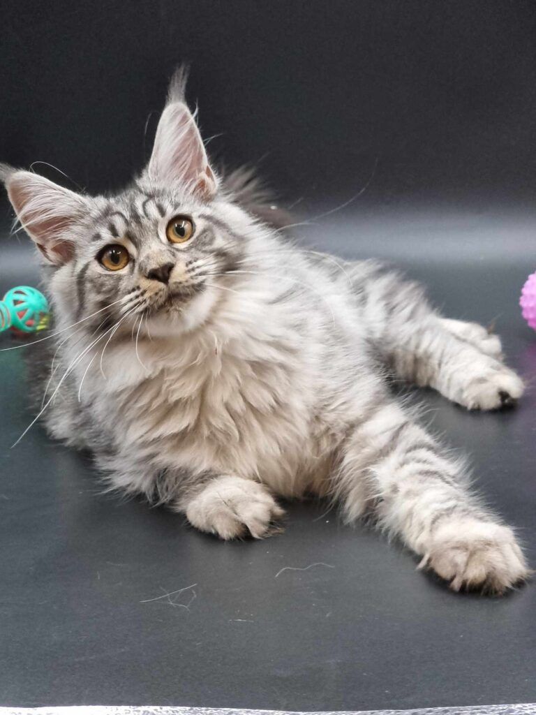 Coon cats for sale, Maine coon cats for sale in the uk