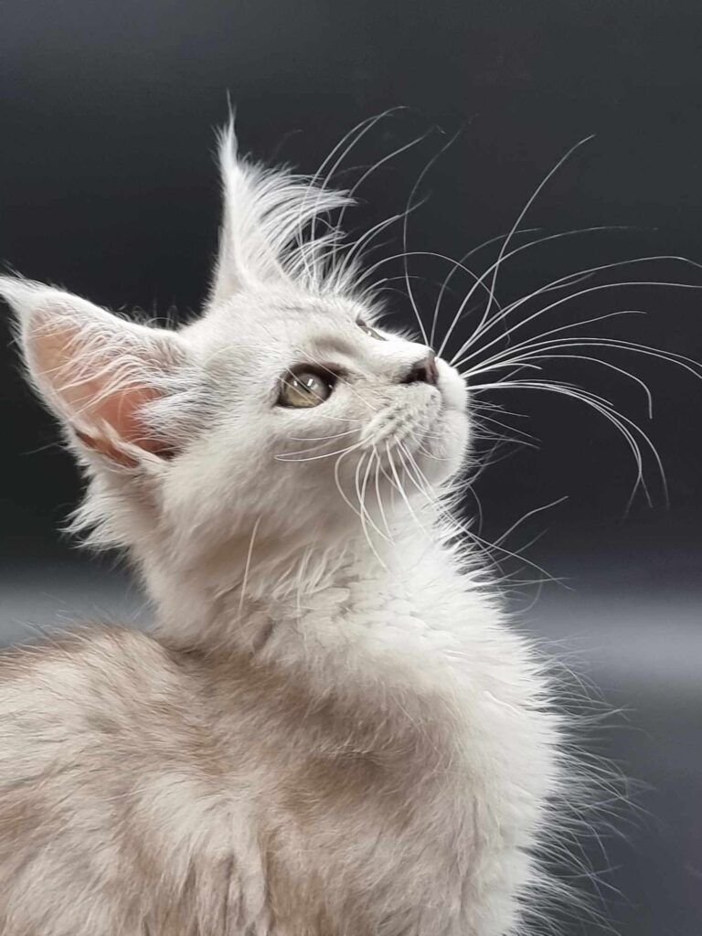 Coon cats for sale, Maine coon cats for sale in the uk