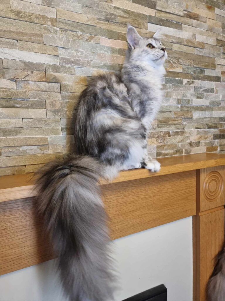 Coon cats for sale, Maine coon cats for sale in the uk