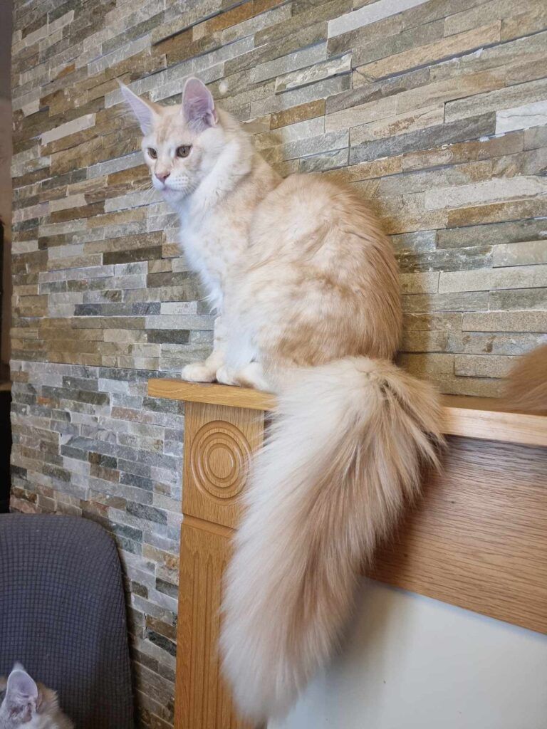 Coon cats for sale, Maine coon cats for sale in the uk