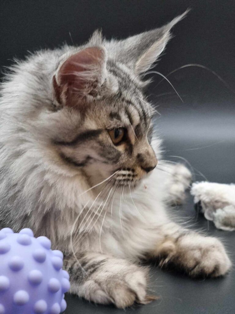 Coon cats for sale, Maine coon cats for sale in the uk