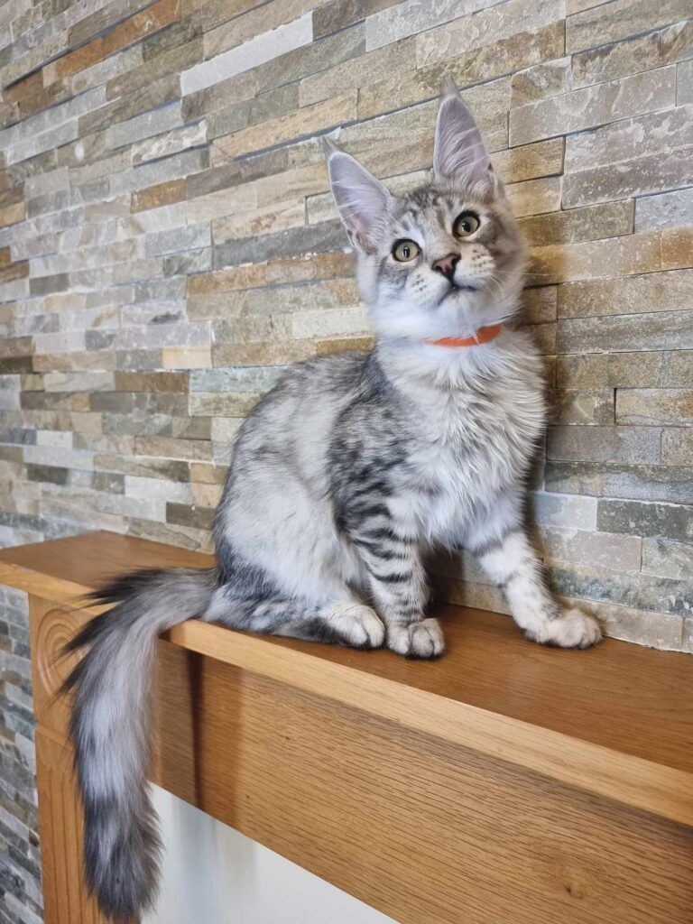 Coon cats for sale, Maine coon cats for sale in the uk