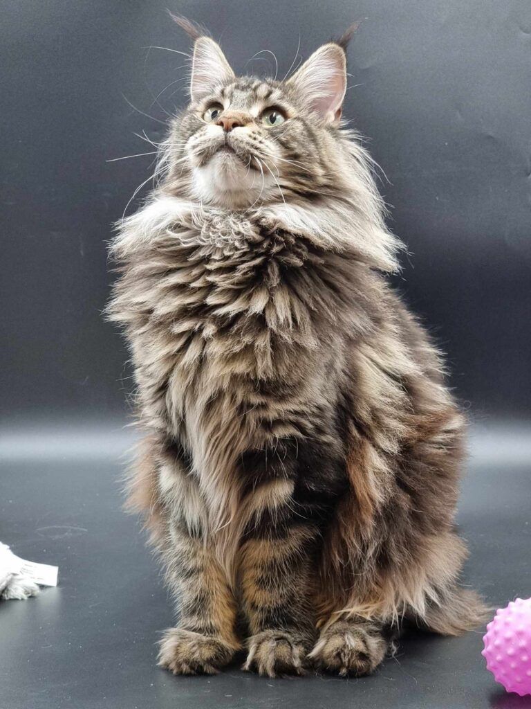Coon cats for sale, Maine coon cats for sale in the uk
