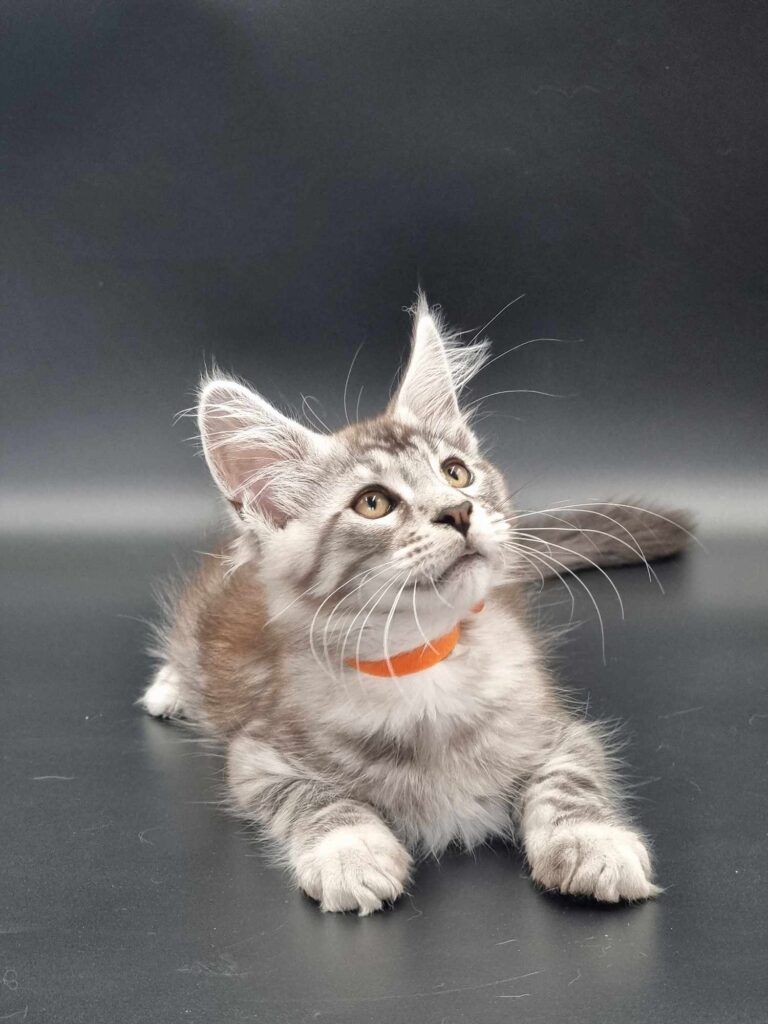 Coon cats for sale, Maine coon cats for sale in the uk