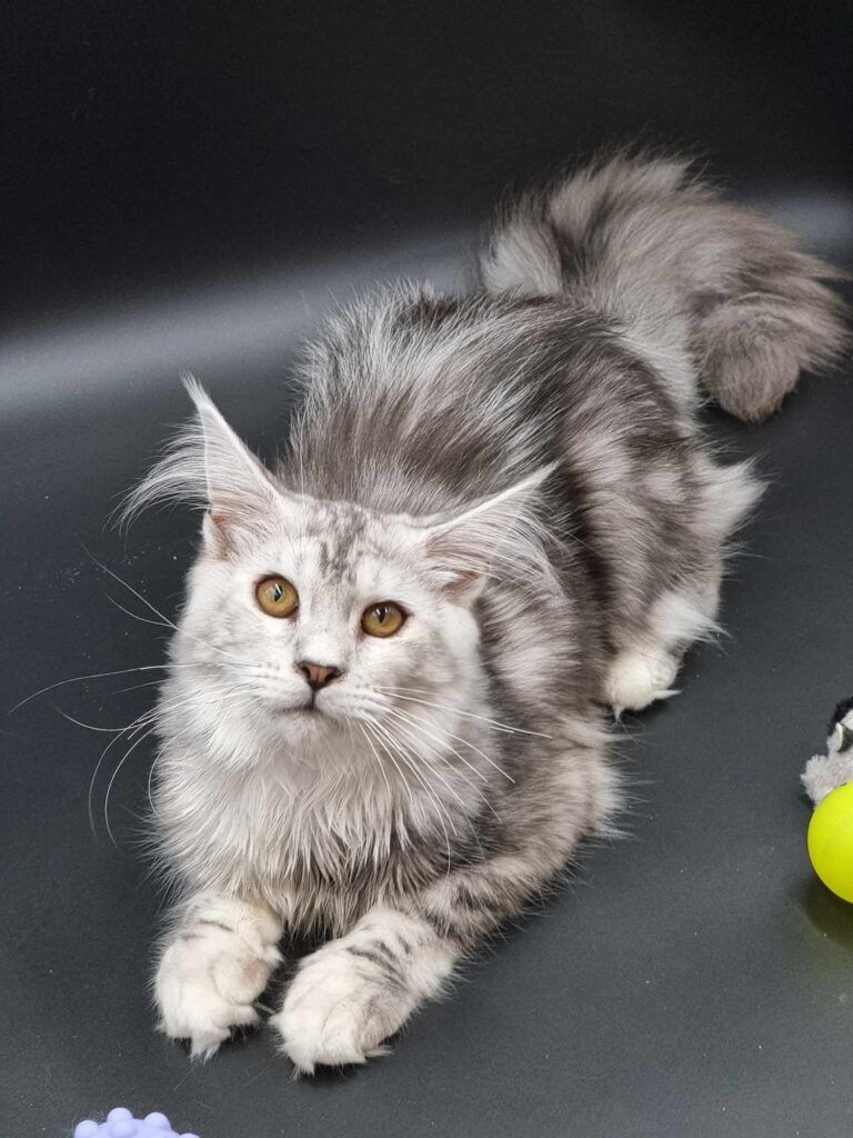 Coon cats for sale, Maine coon cats for sale in the uk