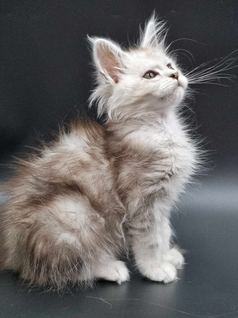 Coon cats for sale, Maine coon cats for sale in the uk