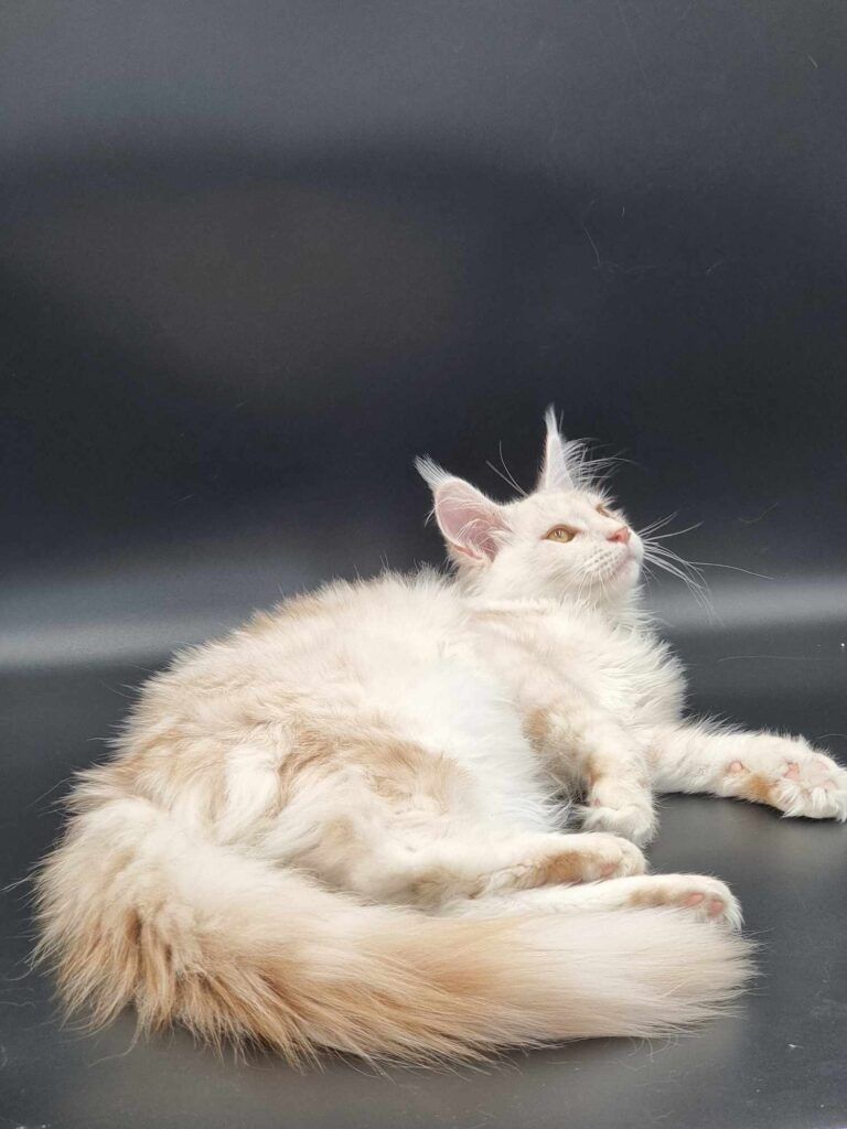 Coon cats for sale, Maine coon cats for sale in the uk