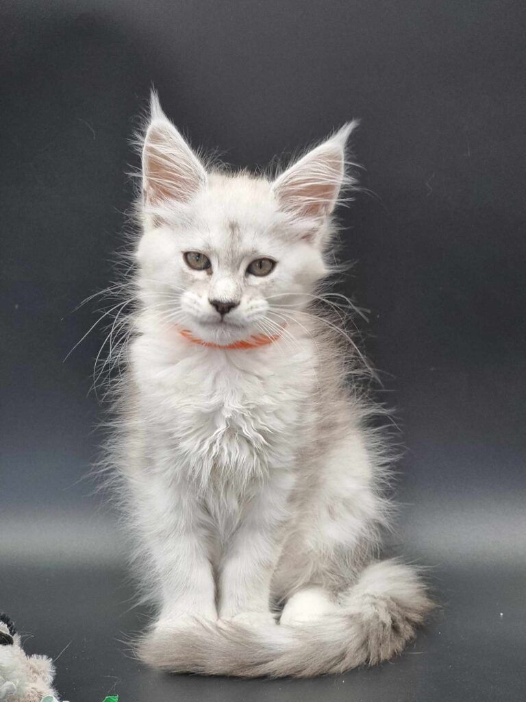 Coon cats for sale, Maine coon cats for sale in the uk