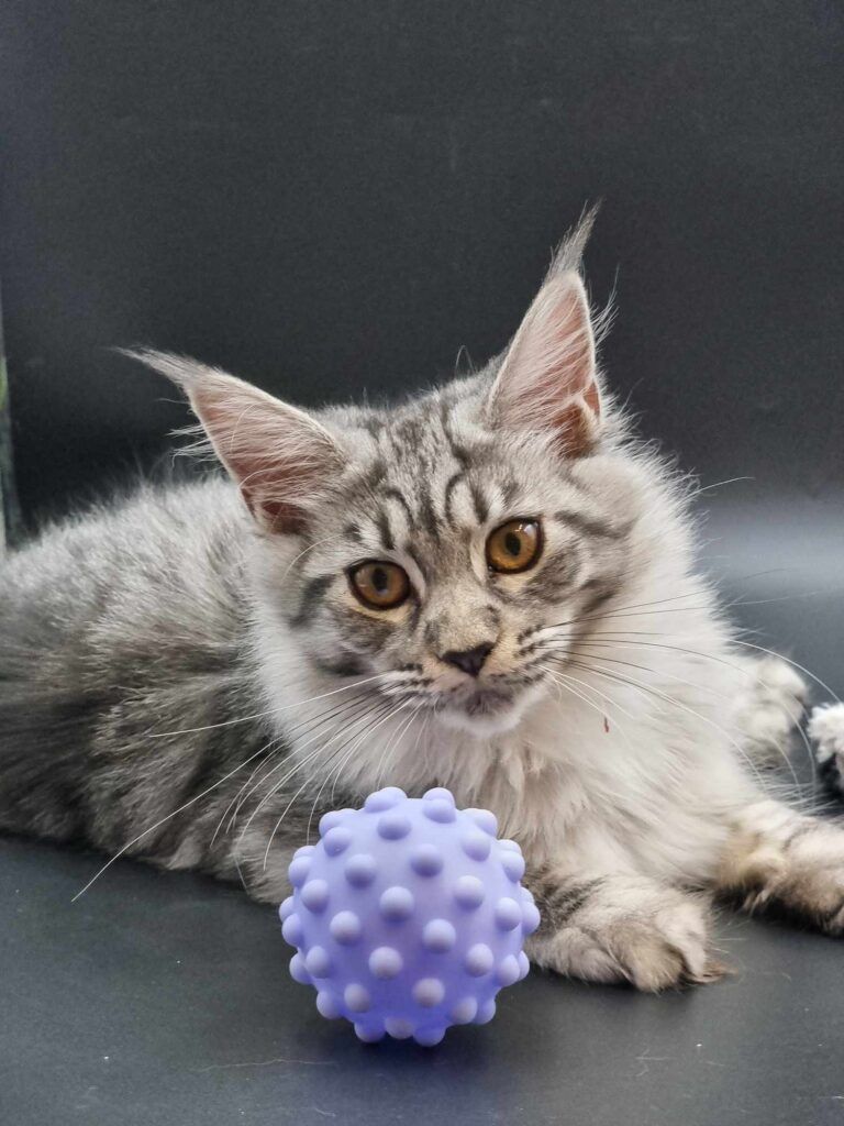 Coon cats for sale, Maine coon cats for sale in the uk