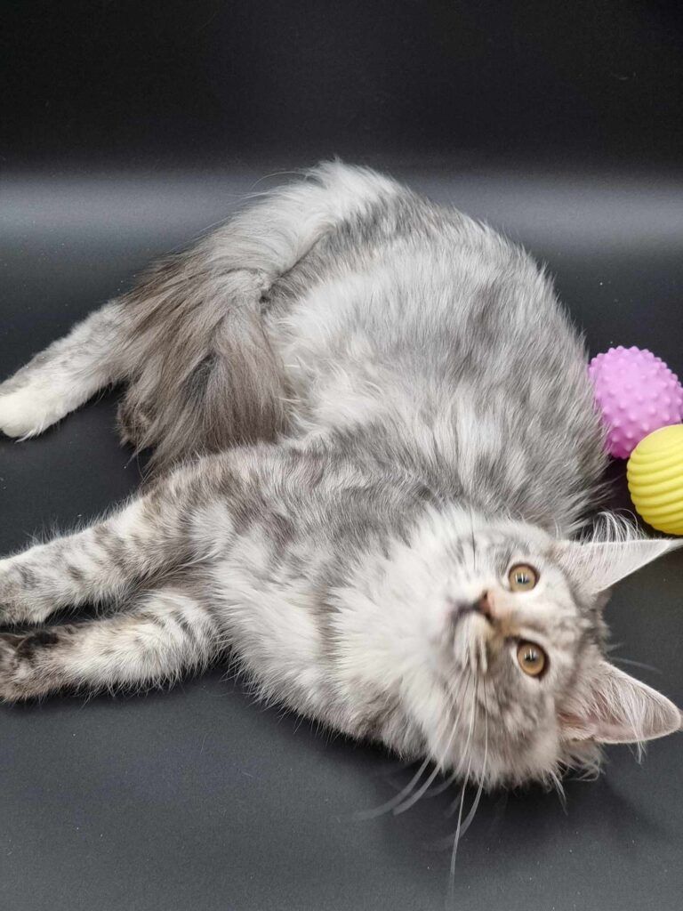 Coon cats for sale, Maine coon cats for sale in the uk