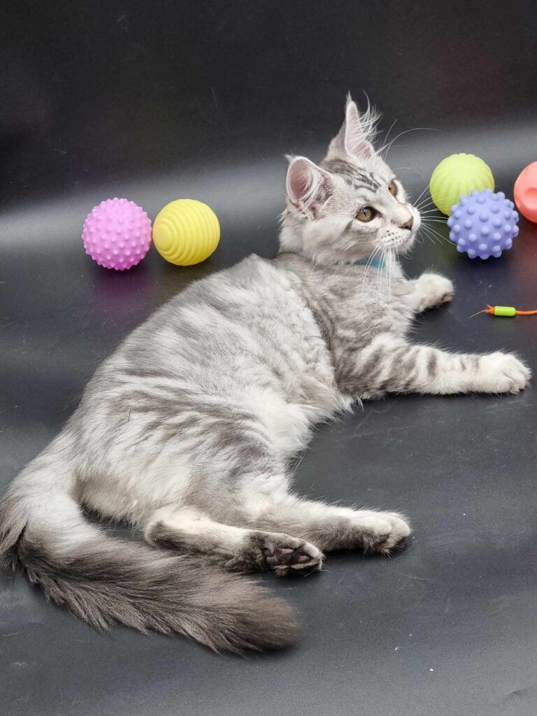 Coon cats for sale, Maine coon cats for sale in the uk