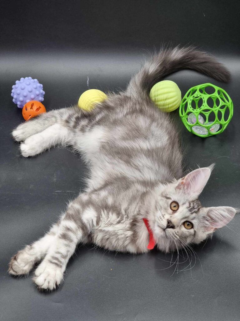 Coon cats for sale, Maine coon cats for sale in the uk