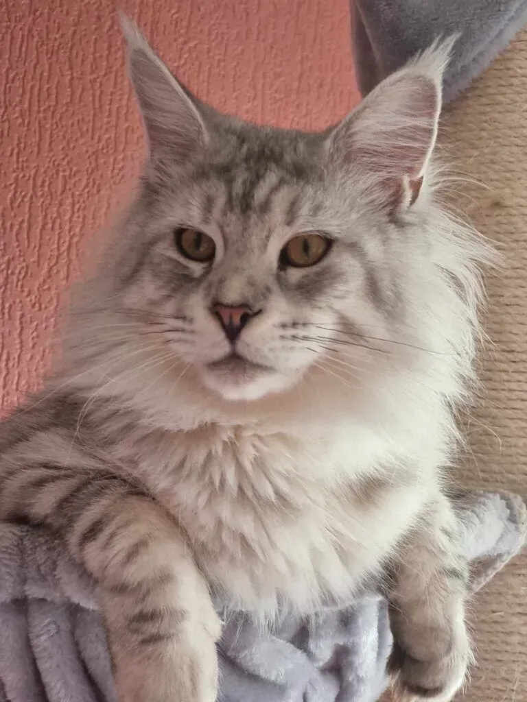 White Maine Coon, Cat Maine coon price