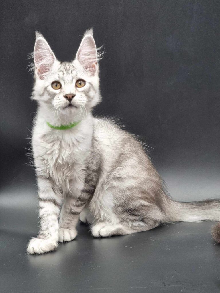 Coon cats for sale, Maine coon cats for sale in the uk