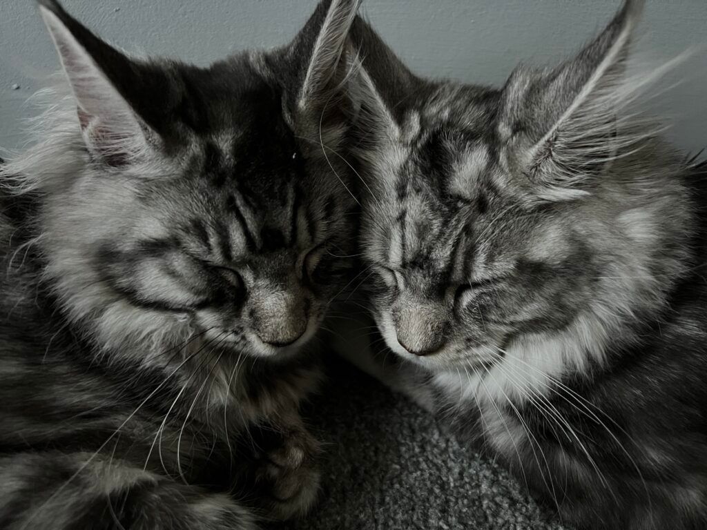 Maine Coon Cats, buy maine coon cat