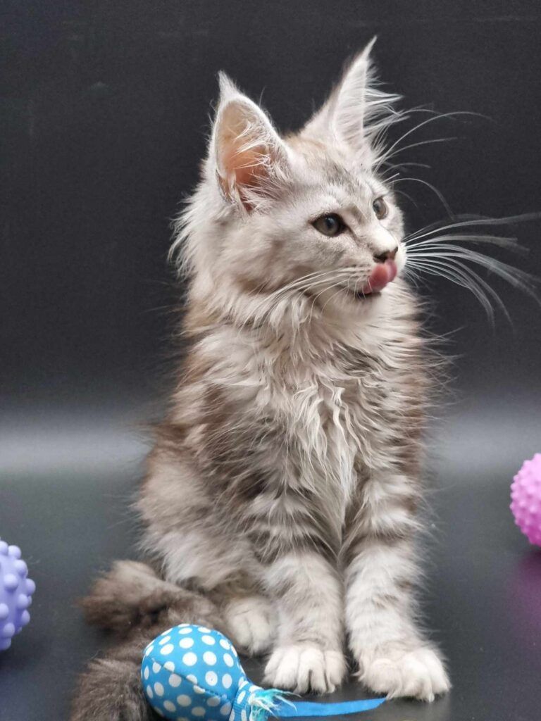 Coon cats for sale, Maine coon cats for sale in the uk