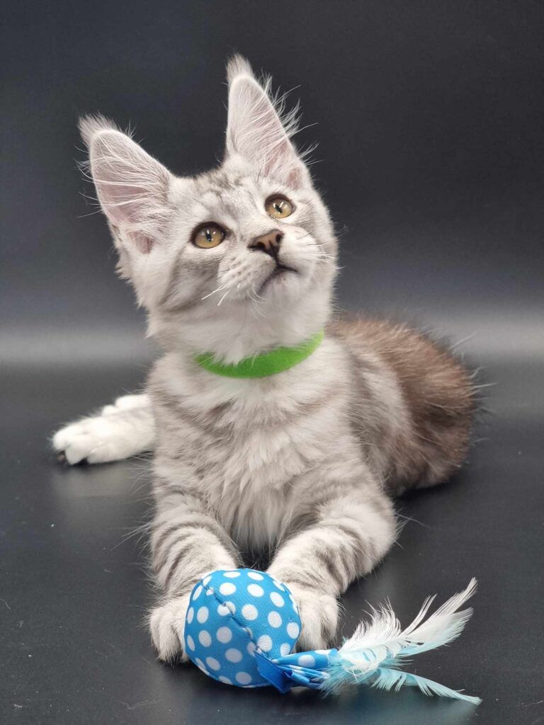 Maine Coon Cats, buy maine coon cat