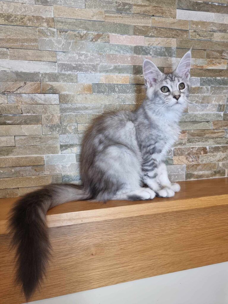 Coon cats for sale, Maine coon cats for sale in the uk