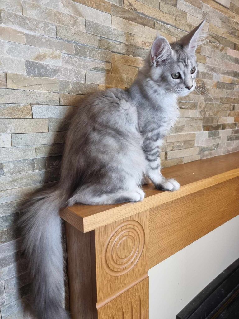 Coon cats for sale, Maine coon cats for sale in the uk