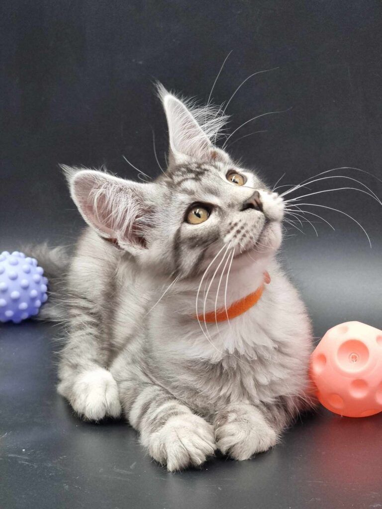 Coon cats for sale, Maine coon cats for sale in the uk