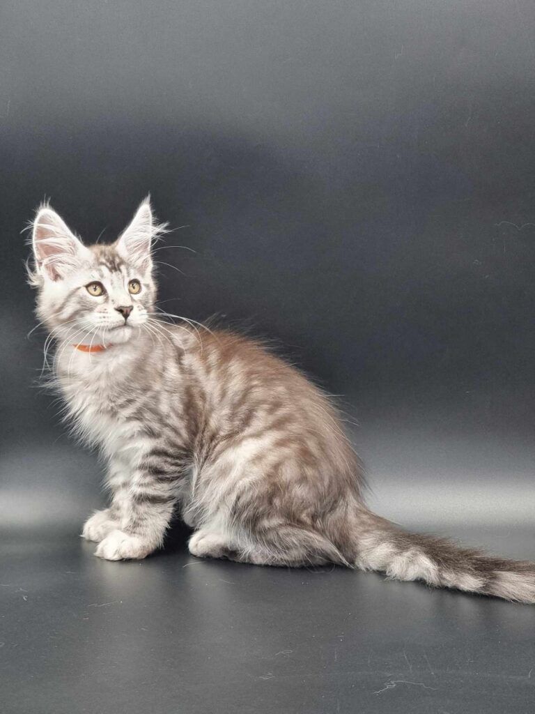 Coon cats for sale, Maine coon cats for sale in the uk