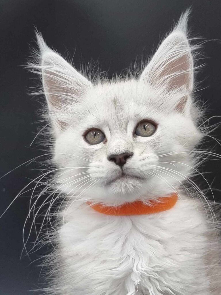 Coon cats for sale, Maine coon cats for sale in the uk