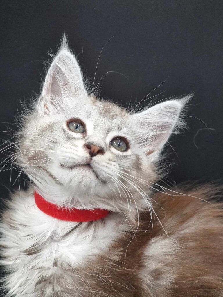 Coon cats for sale, Maine coon cats for sale in the uk