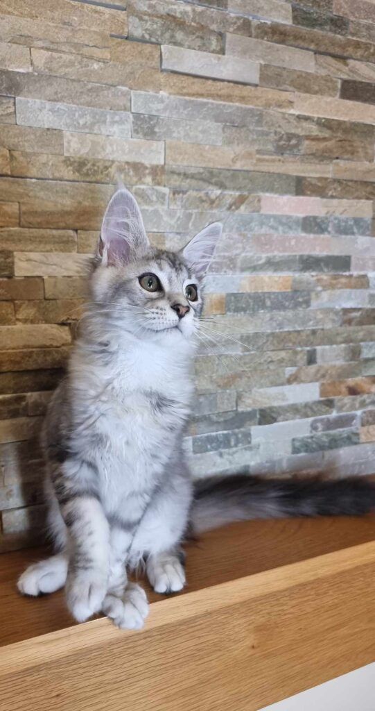 Coon cats for sale, Maine coon cats for sale in the uk