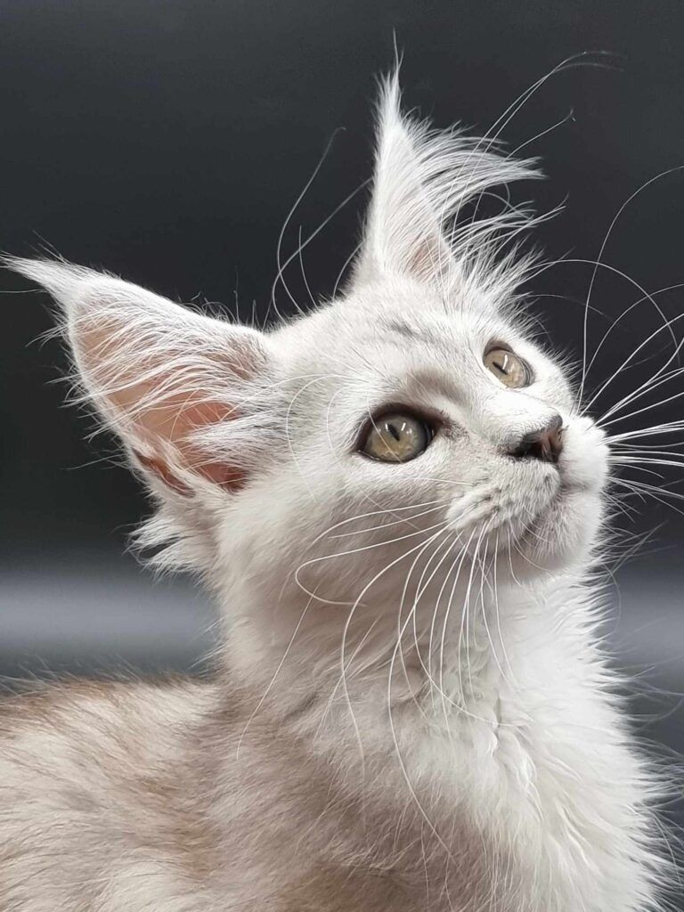 Coon cats for sale, Maine coon cats for sale in the uk