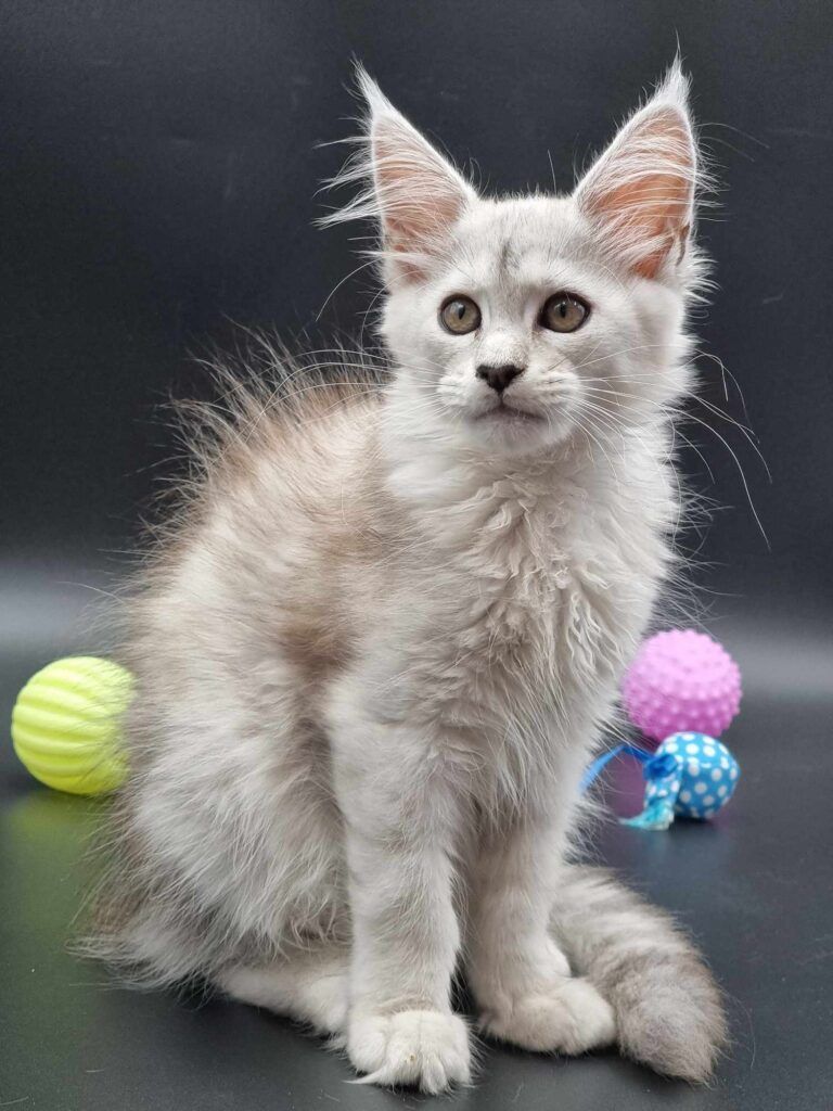 Coon cats for sale, Maine coon cats for sale in the uk