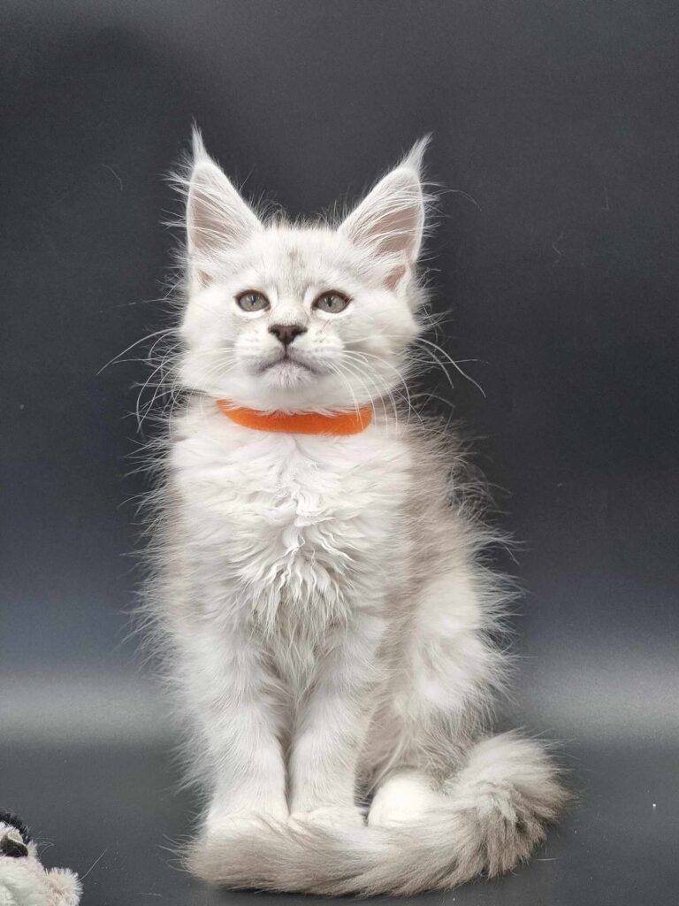 Coon cats for sale, Maine coon cats for sale in the uk