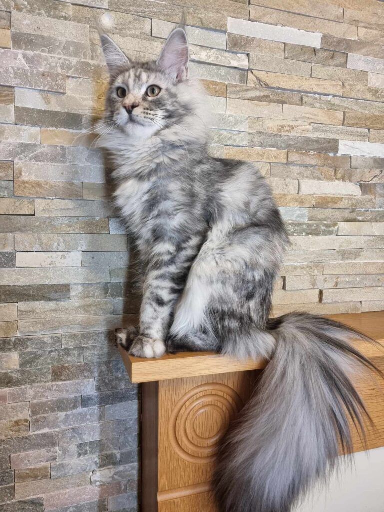 Coon cats for sale, Maine coon cats for sale in the uk