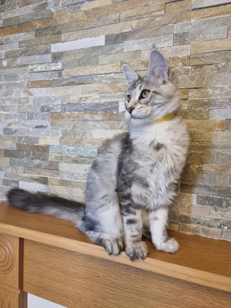 Coon cats for sale, Maine coon cats for sale in the uk