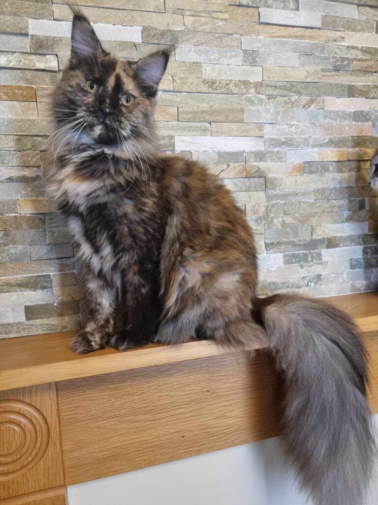 Coon cats for sale, Maine coon cats for sale in the uk