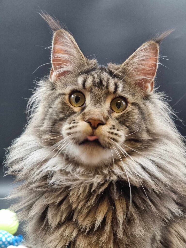 Coon cats for sale, Maine coon cats for sale in the uk