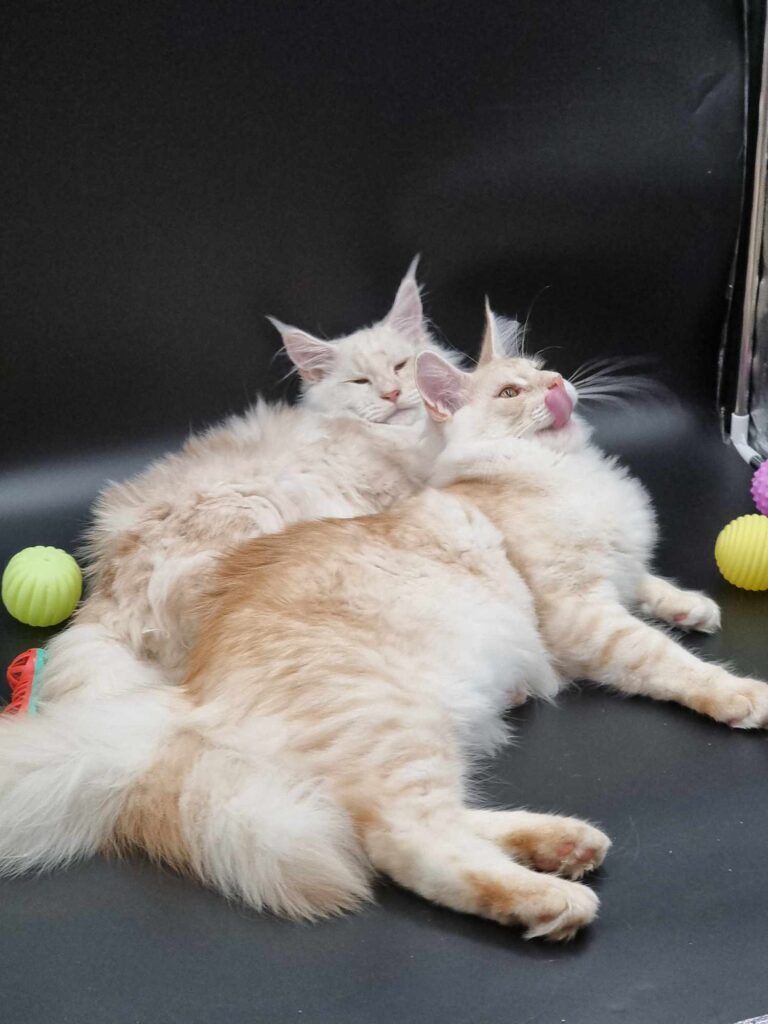 Coon cats for sale, Maine coon cats for sale in the uk