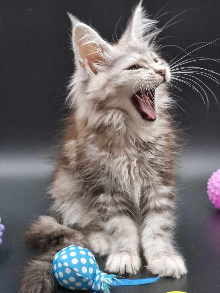 Coon cats for sale, Maine coon cats for sale in the uk