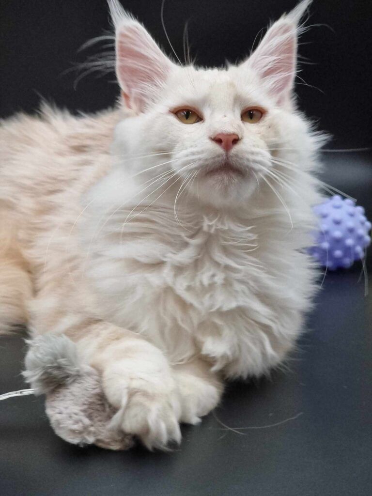 Coon cats for sale, Maine coon cats for sale in the uk