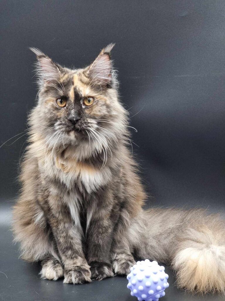 Coon cats for sale, Maine coon cats for sale in the uk